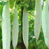 Mướp nhật tươi, an toàn VietGAP